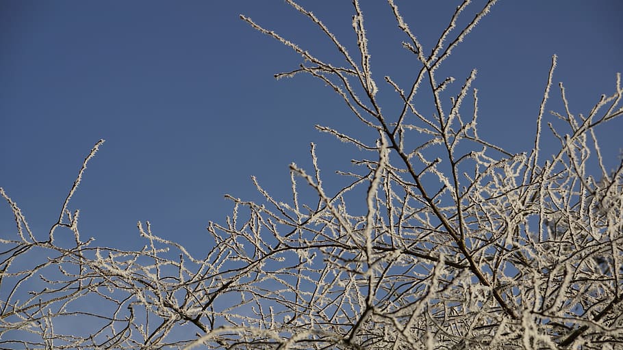 tree, white, christmas, winter, ice, snow, crystal, frost, cold HD wallpaper