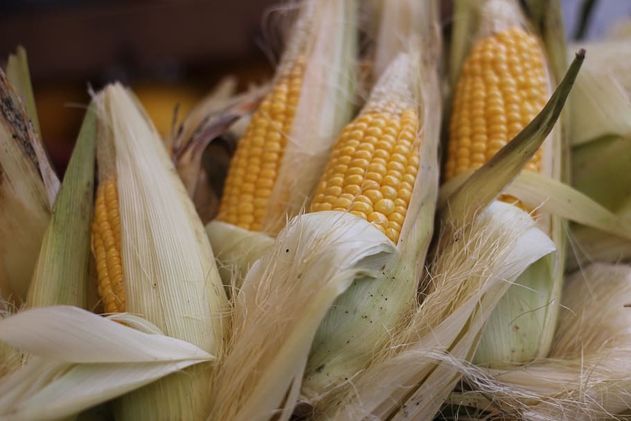selective focus photograph of bunch of corns, market, vegetable HD wallpaper