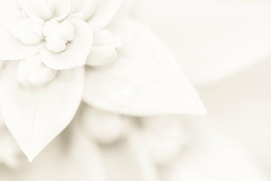 white textile, light, wedding, lily, background, flower, pattern