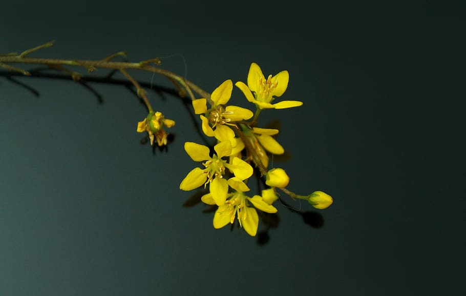 flowers, daisy sun, yellow, flowering plant, beauty in nature HD wallpaper