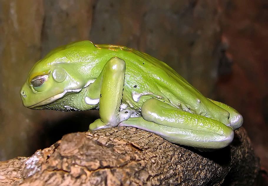Waxy monkey leaf frog -- Phyllomedusa sauvagii, amphibian, photos, HD wallpaper