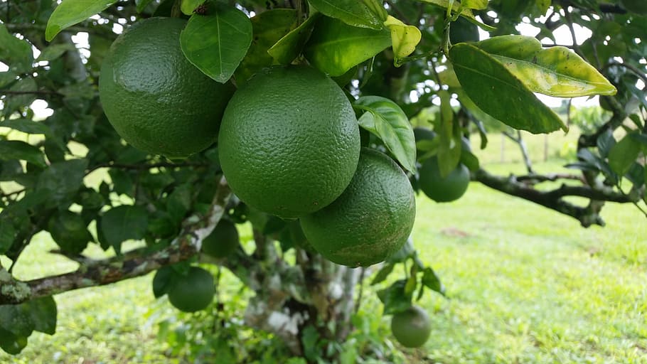 oranges, green, tree, fruit, healthy eating, food, food and drink HD wallpaper