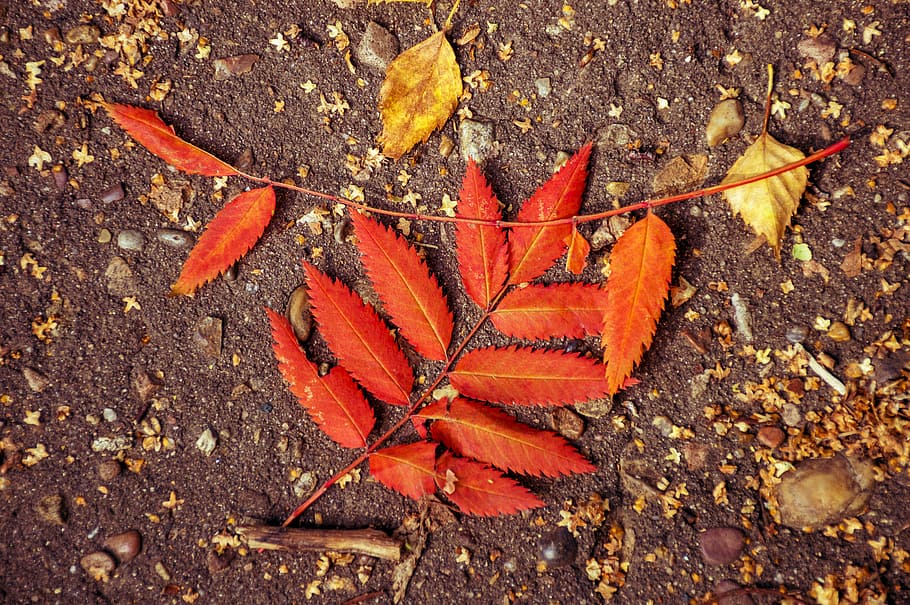 autumn, listopad, leaves, sheet, orange, red, yellow, land HD wallpaper