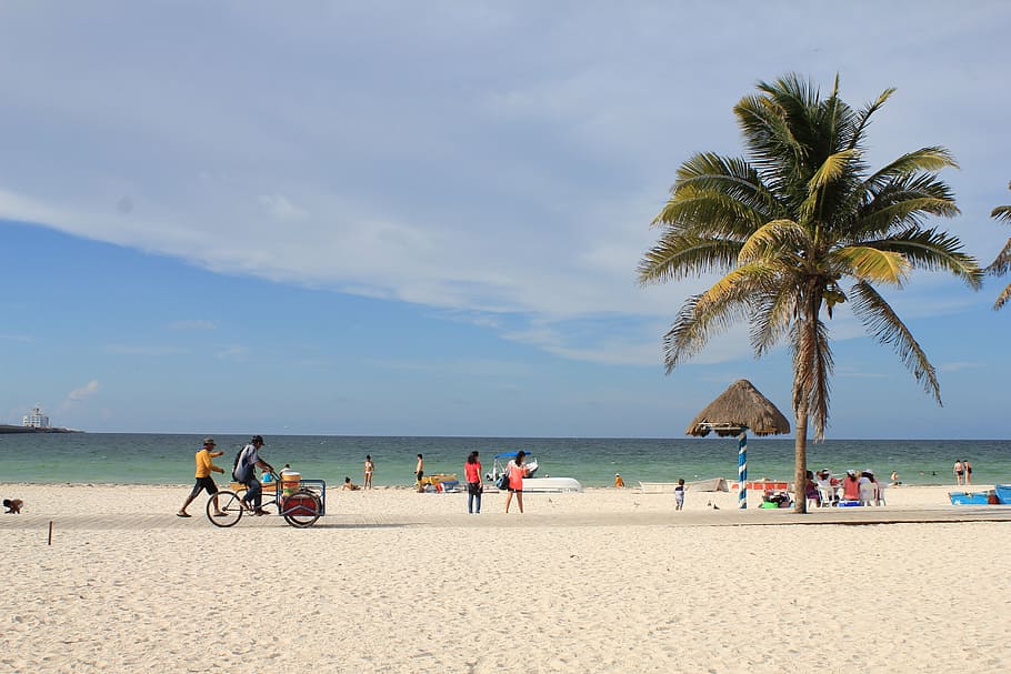 mexico, port progress, yucatan, beach, palms, blue, nature HD wallpaper