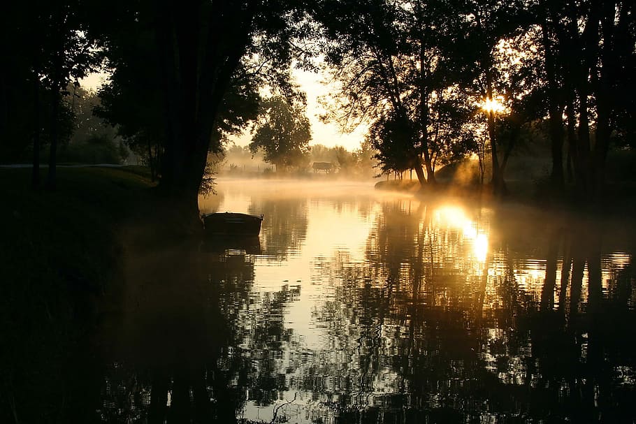 charente, dawn, water, fog, mist, tree, reflection, plant, lake HD wallpaper