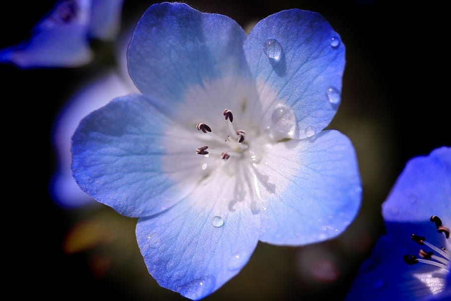 close up photo of blue and white petaled flower, nature, plant HD wallpaper