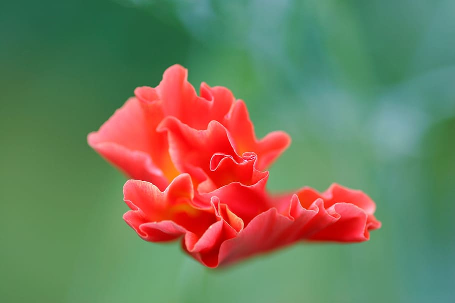 red, flower, garden, flowering plant, beauty in nature, inflorescence HD wallpaper