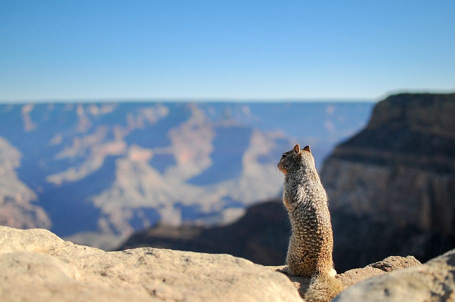 shallow focus photography of a squirrel, animal, cute, standing HD wallpaper