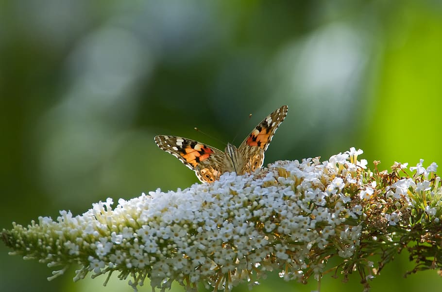 brown painted lady butterfly perching on white petaled flowers during daytime HD wallpaper