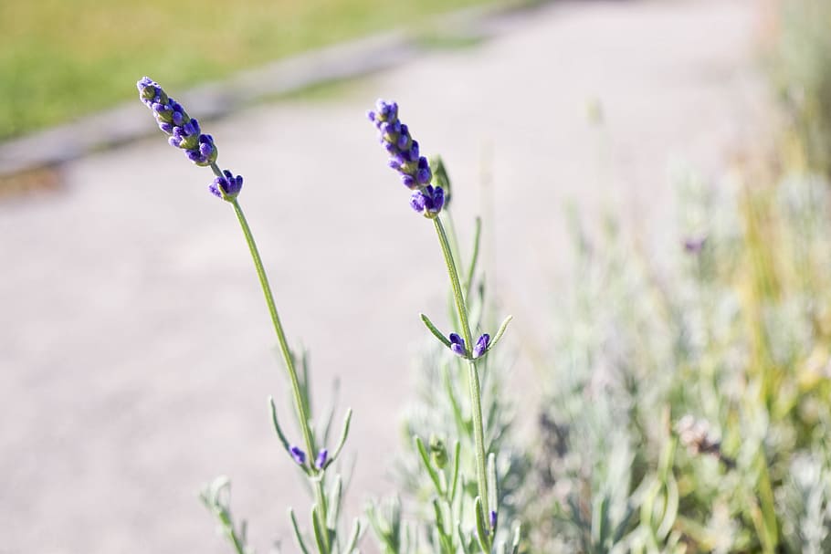 Lavender, Flower, Summer, Scent, Nature, plant, natural, purple HD wallpaper