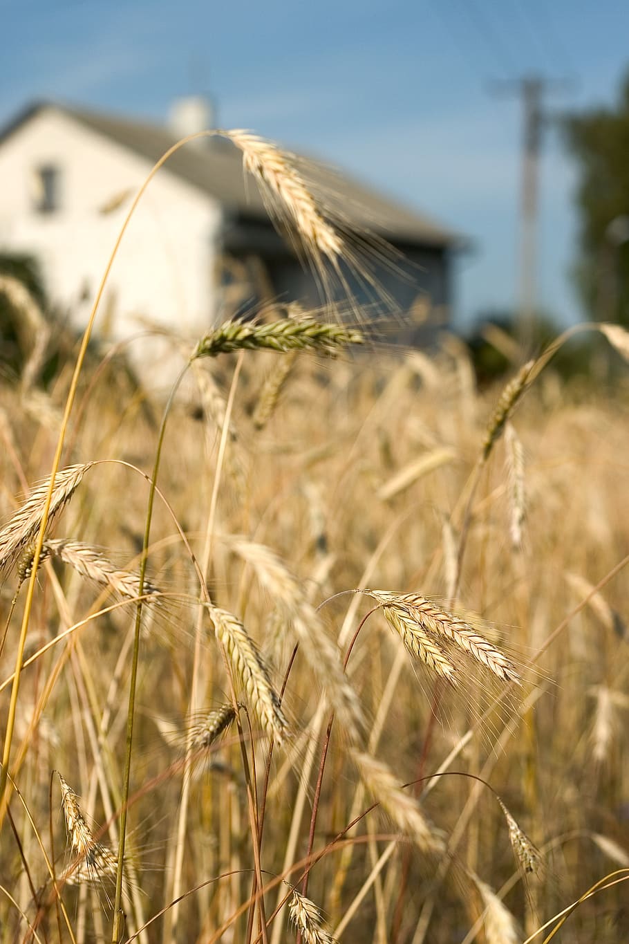 corn, summer, house, field, village, harvest, cereals, poland HD wallpaper