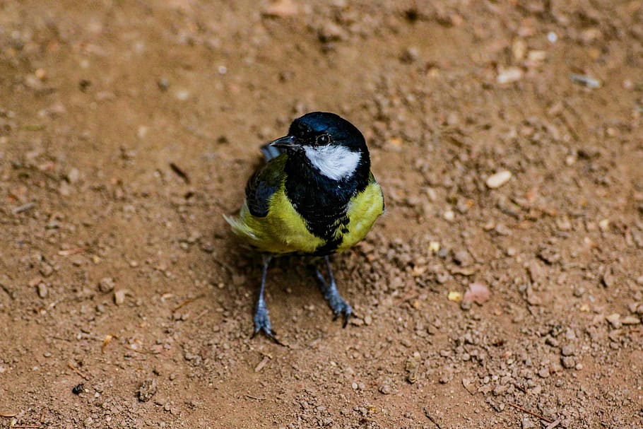 tit, bird, feather, fly, one animal, animal themes, animals in the wild HD wallpaper