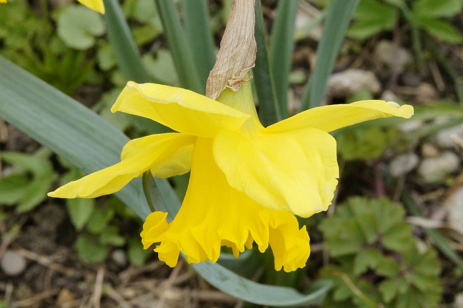 daffodil, yellow, flower, spring, narcissus, blossom, bloom HD wallpaper
