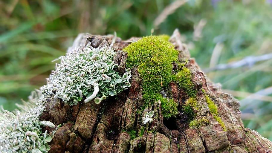 gray tree trunk covered by green moss, weave, fence post, wood, HD wallpaper