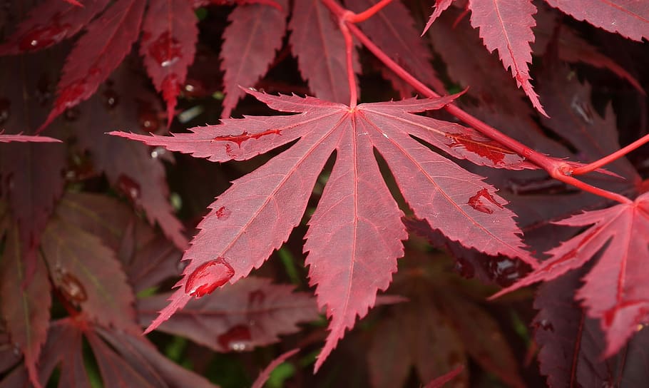leaf, clone, red, drops, spring, plant part, autumn, beauty in nature HD wallpaper