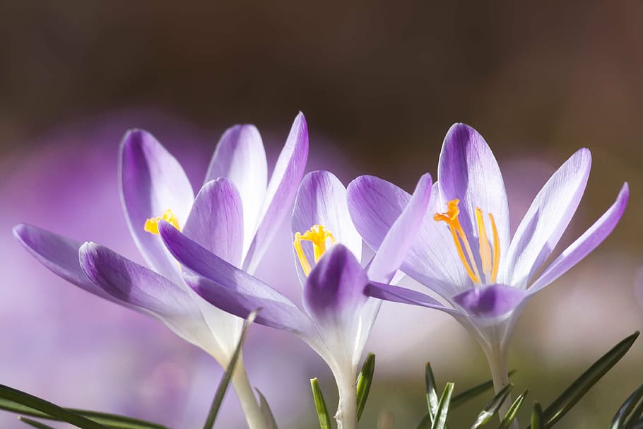 selective color photography of purple petaled flowers, spring