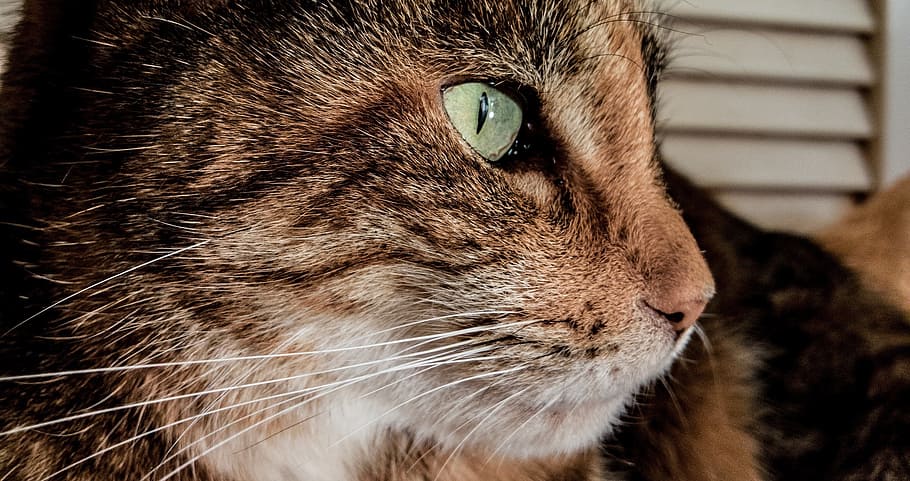 cat, face, portrait, pet, domestic, feline, cute, eyes, head HD wallpaper