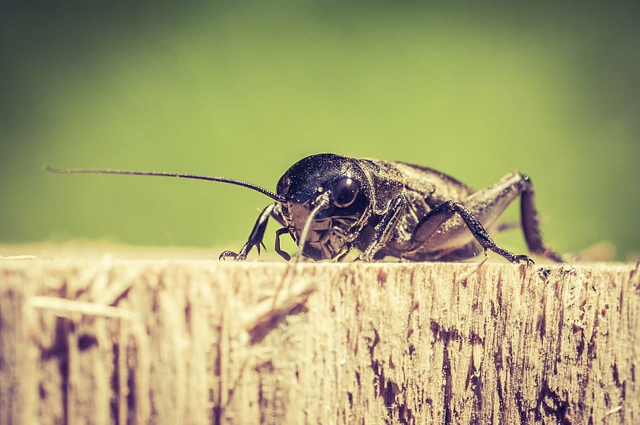 beetle, close, insect, whopper, crawl, beetle family, nature HD wallpaper