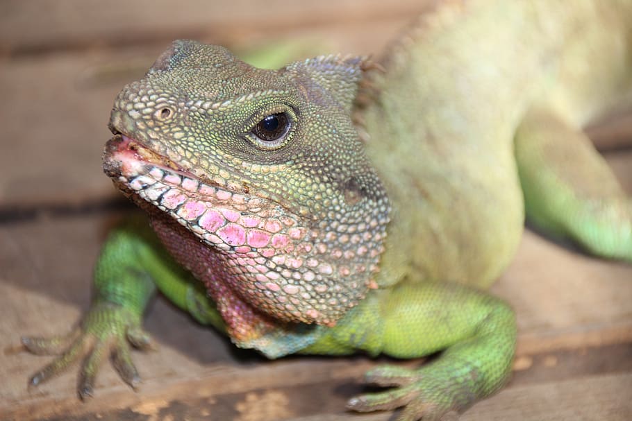 lizard, animal, reptile, animal themes, vertebrate, animal wildlife HD wallpaper