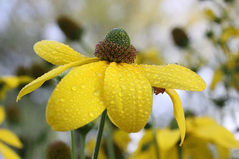 flower, plant, yellow, blossom, bloom, nature, dew, growth HD wallpaper