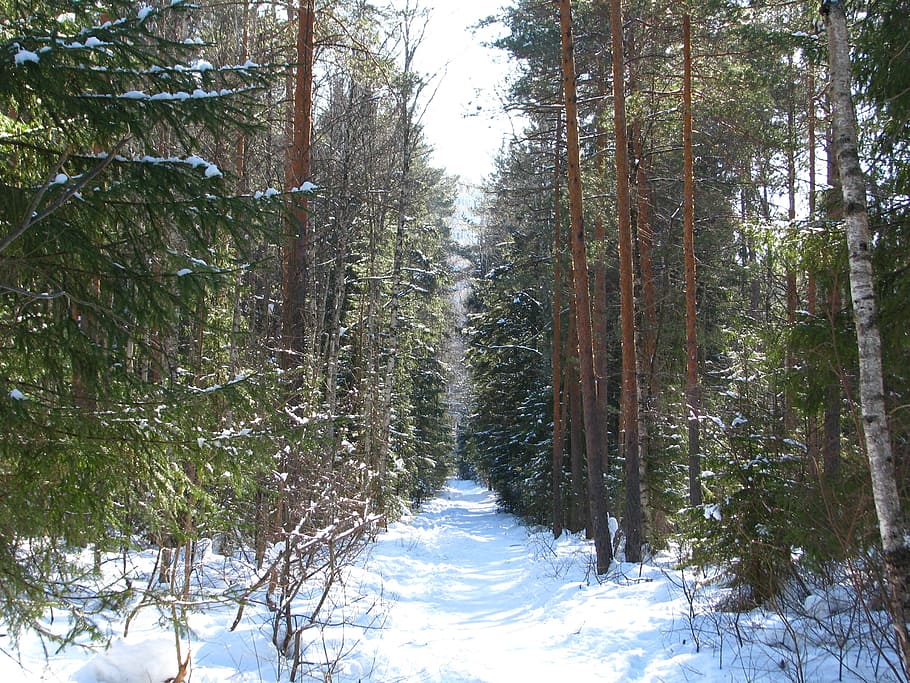 winter, forest, trail, walking, winter forest, snow, landscape HD wallpaper
