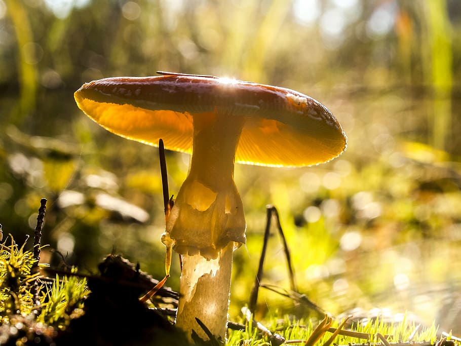 selective focus of mushroom, fly agaric, nature, forest, forest mushroom HD wallpaper