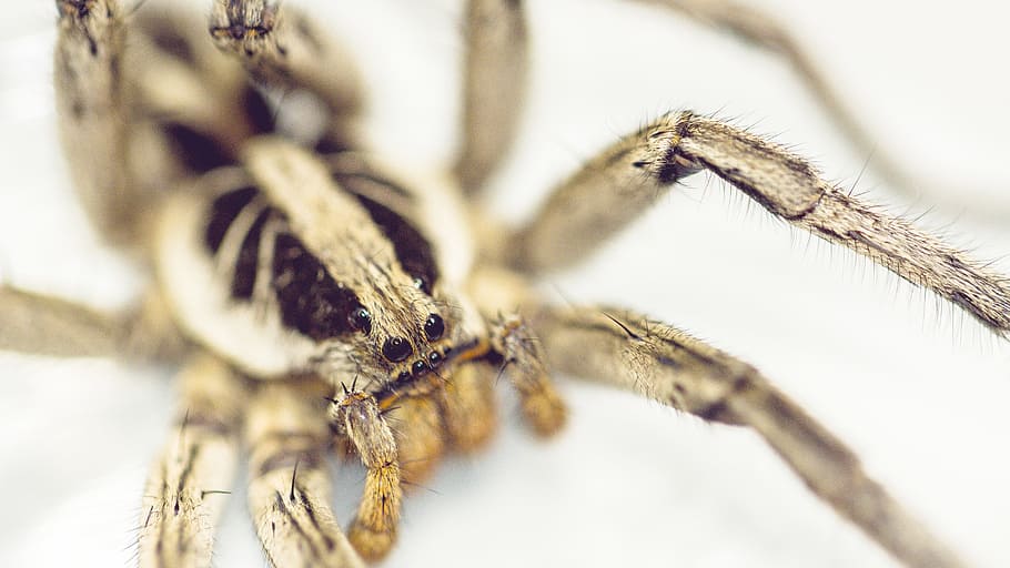 spider, garden, brazil, macro, nature, invertebrate, insect HD wallpaper