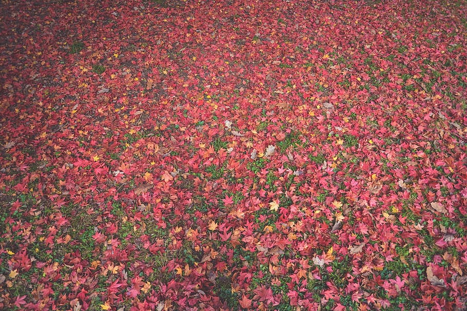 red Maple tree leaves, autumn, fields, grass, green, pink, nature HD wallpaper