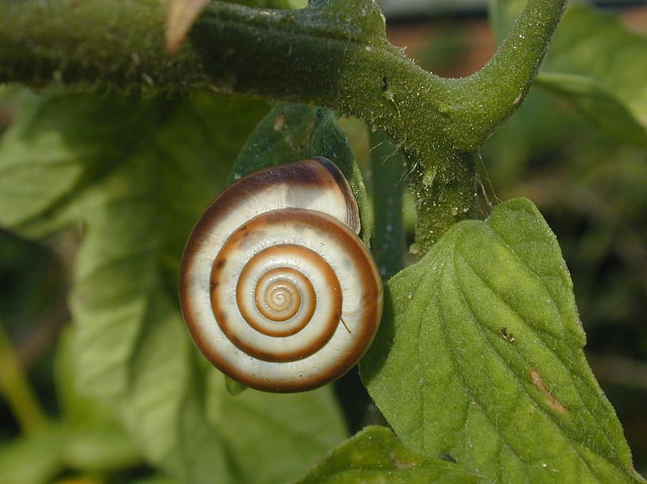 Snail, Shell, Animal, Snail Shell, mollusk, spiral, nautilus HD wallpaper