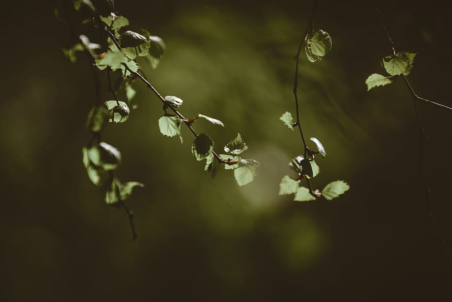 green leaf plant closeup photography, photo of leaves, Birch HD wallpaper
