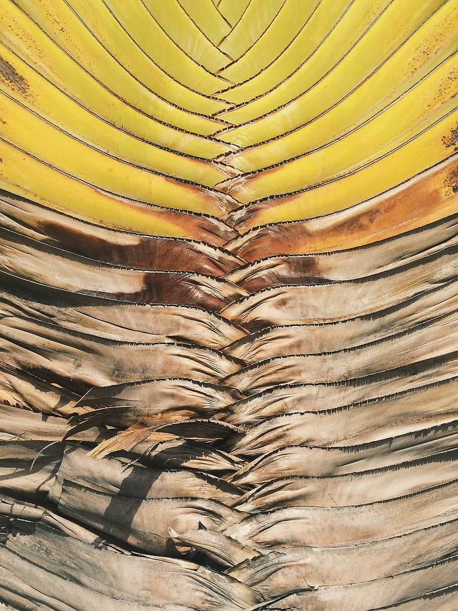 yellow and brown dried leaf, brown and yellow artwork, pattern HD wallpaper