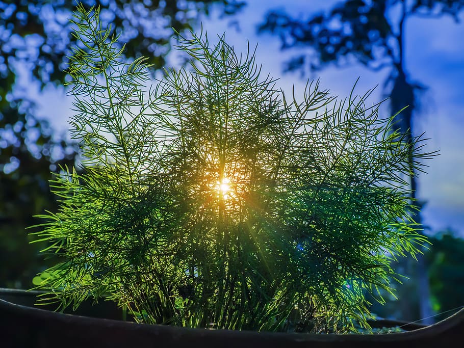 selective focus photography of grass during daytime, sunset HD wallpaper