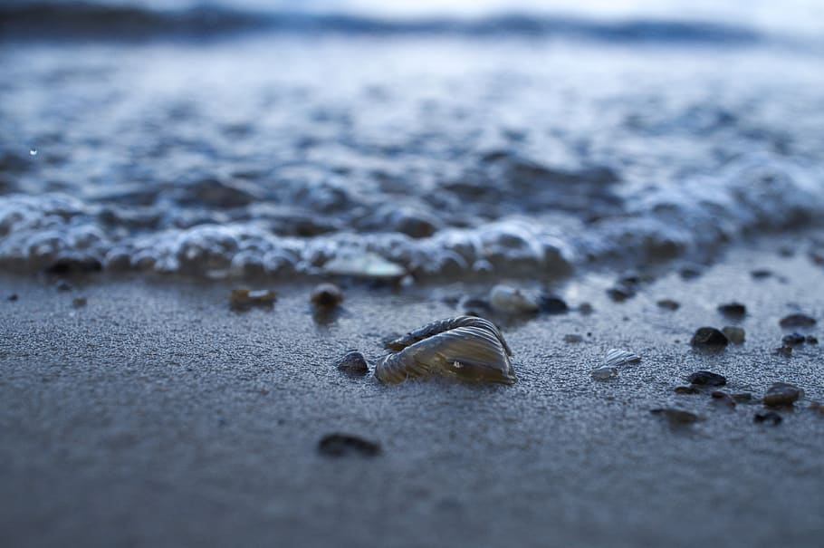 beach, water, shell, close up, summer, wave, stones, selective focus HD wallpaper