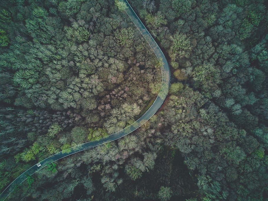 aerial, forest, woods, trees, green, travel, adventure, road HD wallpaper