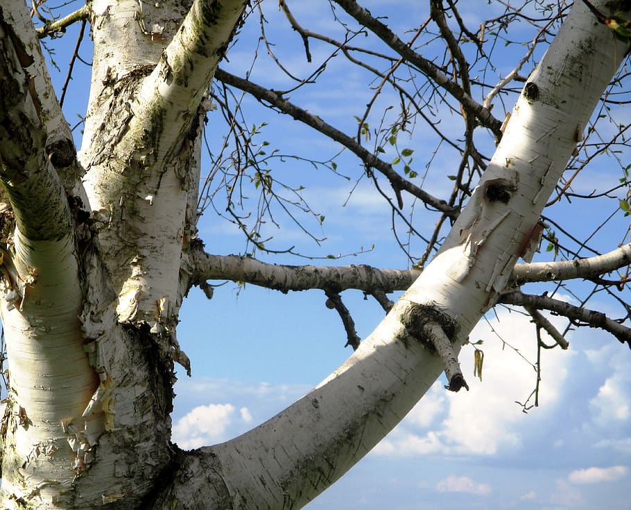 birch, white, first leaves, spring, sky, blue, white clouds HD wallpaper