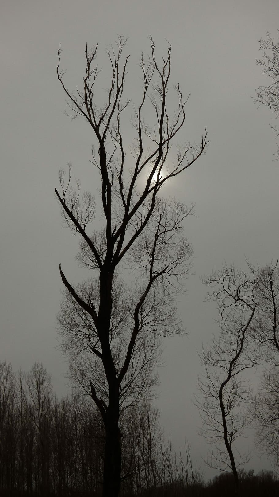 Tree, Winter, mrtvy, bare tree, silhouette, branch, landscape HD wallpaper