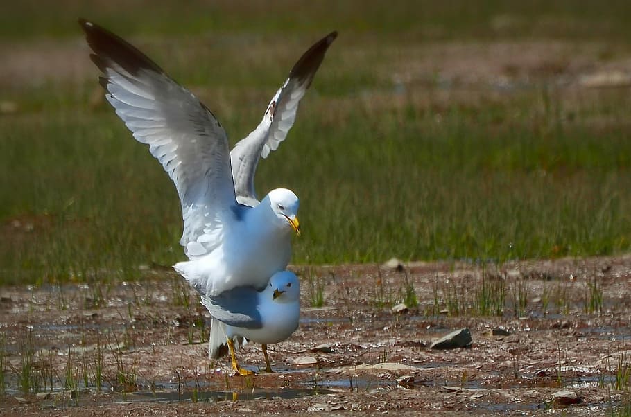 gulls, bird, coupling, animal, nature, animal themes, animal wildlife HD wallpaper