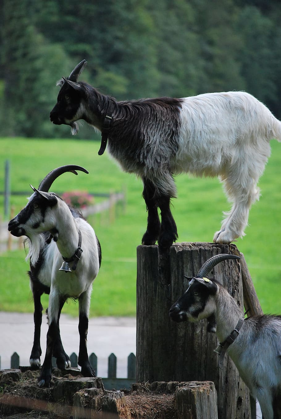 Goat, Animal, Creature, goats, domestic goat, animal themes, HD wallpaper