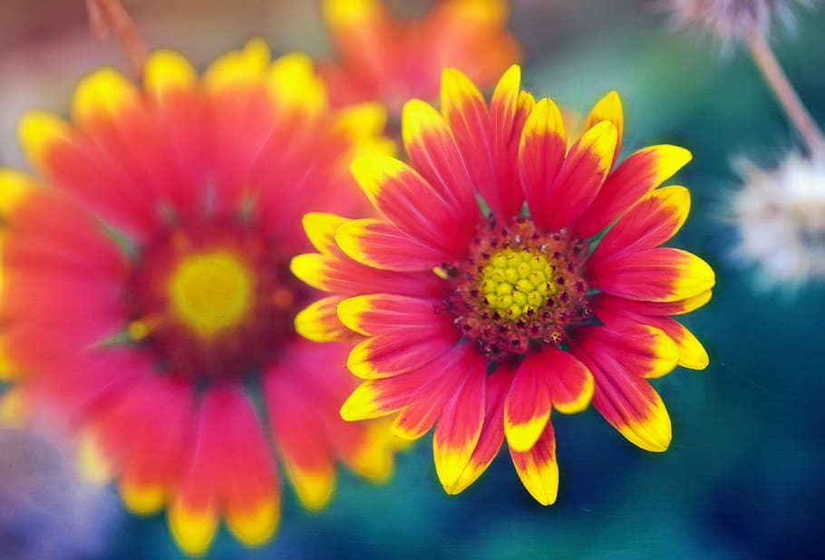 shallow focus photography of red and yellow blanket flower HD wallpaper