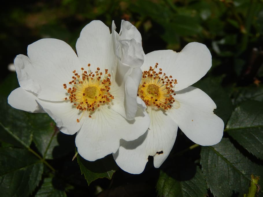 flowers, nature, spring, flowering, rose, flowering plant, fragility HD wallpaper