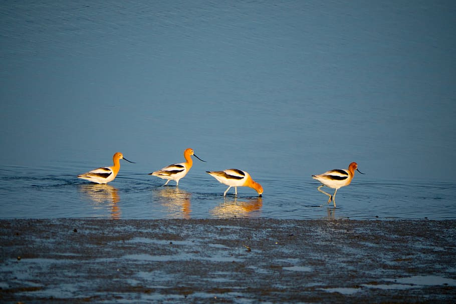 duck, river, swamp, four, cute, ocean, animal themes, water HD wallpaper