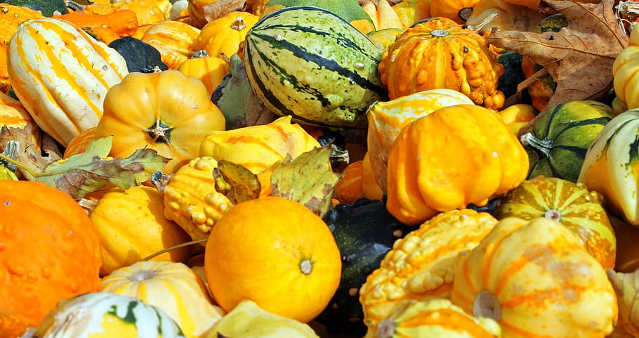 pumpkins, autumn, october, harvest, vegetables, orange, colorful, HD wallpaper
