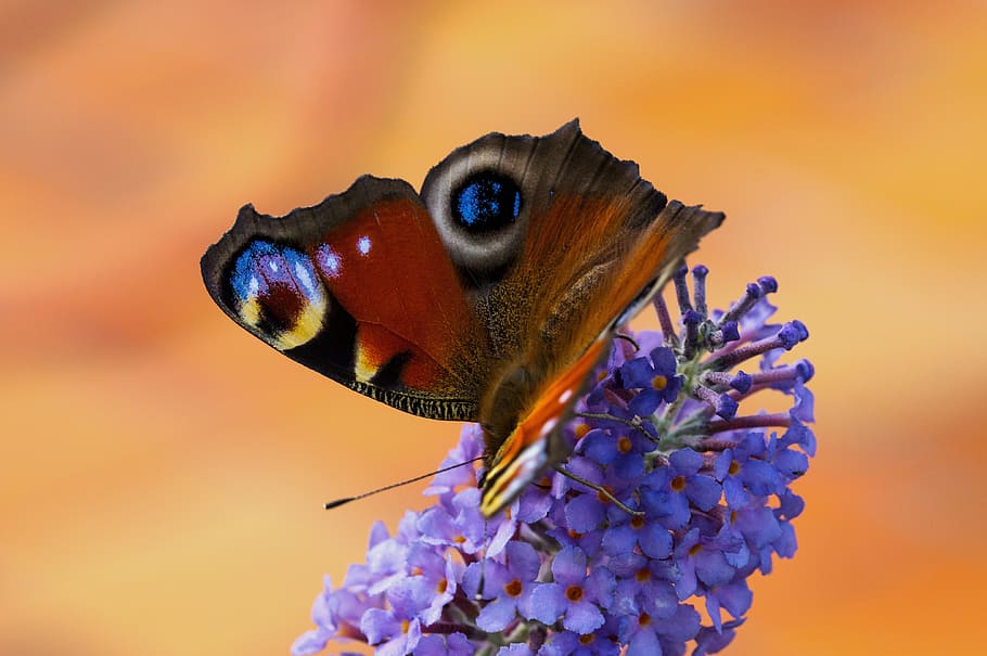 Peacock, Butterfly, Macro, edelfalter, one animal, animal wildlife HD wallpaper
