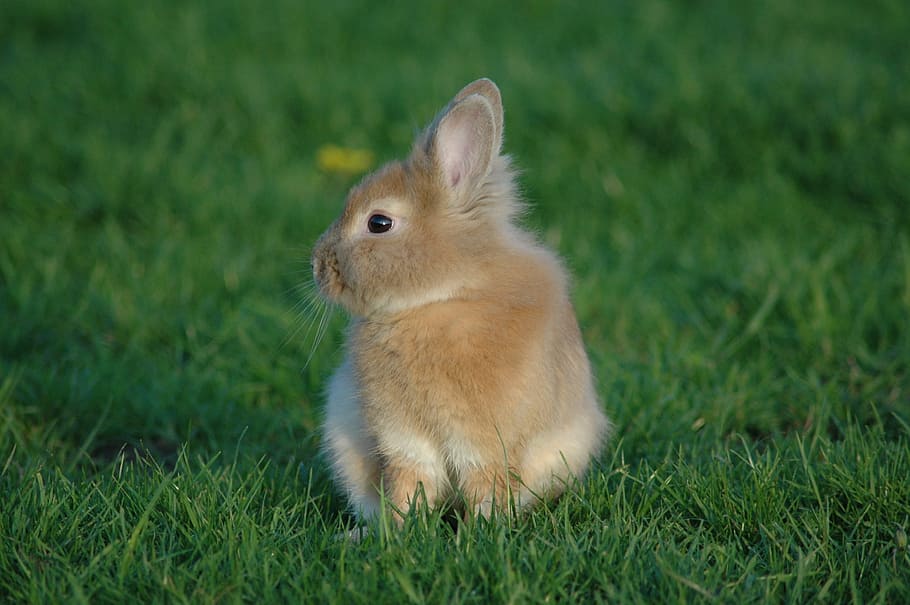 brown bunny on bed of green grass, prairie, rabbit, animals HD wallpaper