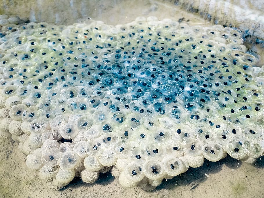 frog spawn, common frog, spawning bales, egg, frog eggs, pools HD wallpaper