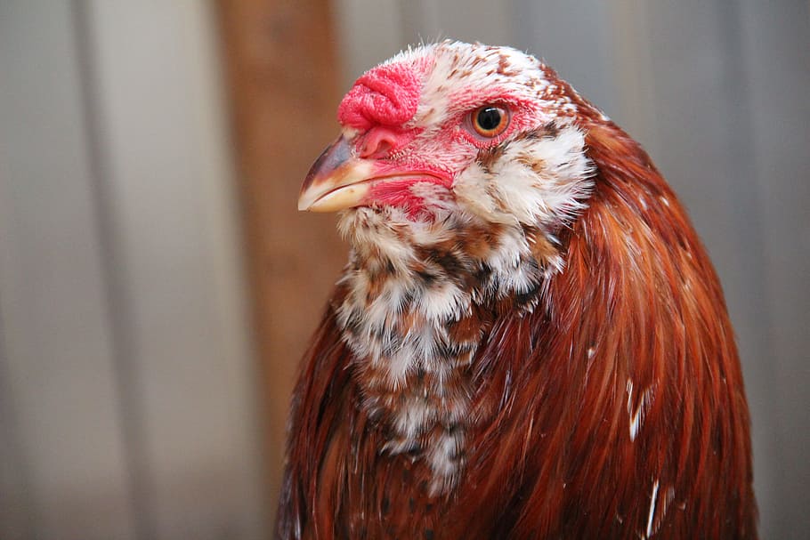 cock, orlovsky, bright, birds, head, eyes, crest, pets, chicken - bird HD wallpaper