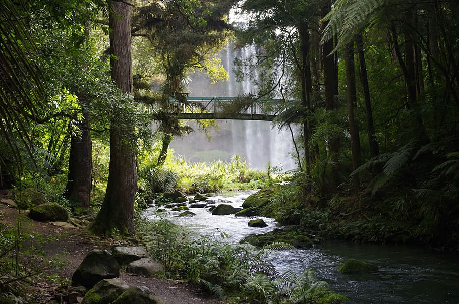 stream under bridge surrounded by trees, woodland, forest, river HD wallpaper