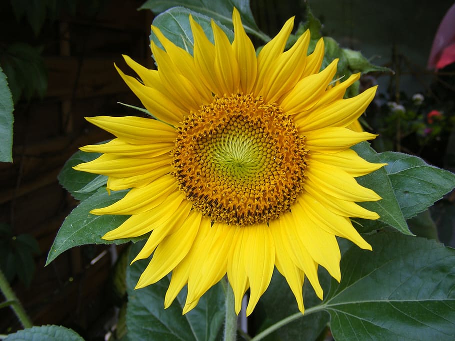 flower, yellow, close, flowering plant, growth, fragility, vulnerability HD wallpaper