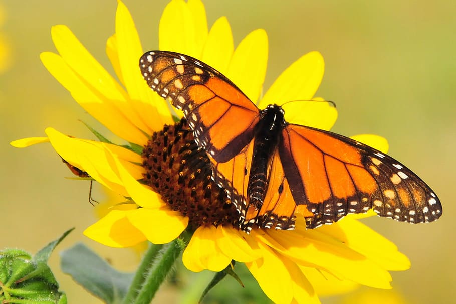 Monarch, Butterfly, Macro, Insect, nature, wings, colorful HD wallpaper