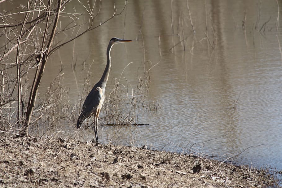 HD wallpaper: Heron, Bird, Lake, Texas, Wild, animals in the wild, one